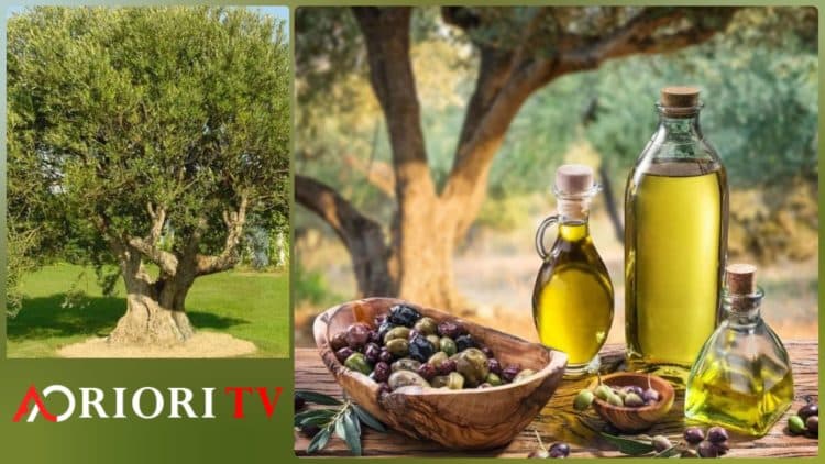 ზეითუნის ზეთი – ჯანმრთელობისა და ხანგრძლივი ცხოვრების საიდუმლო